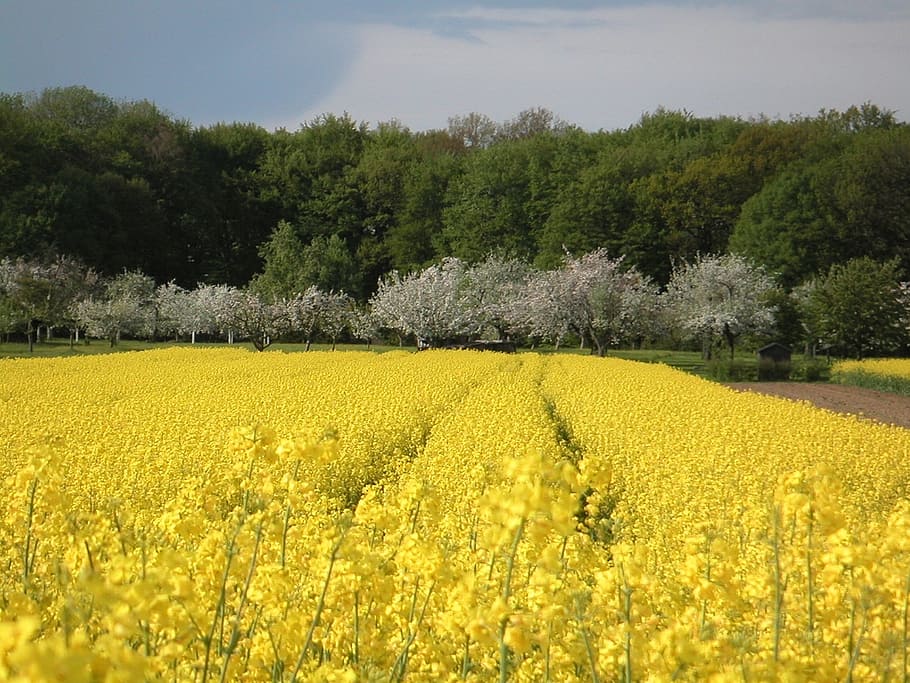field of rapeseeds, spring, landscape, field, yellow, nature, arable, fields, cultivation, agriculture