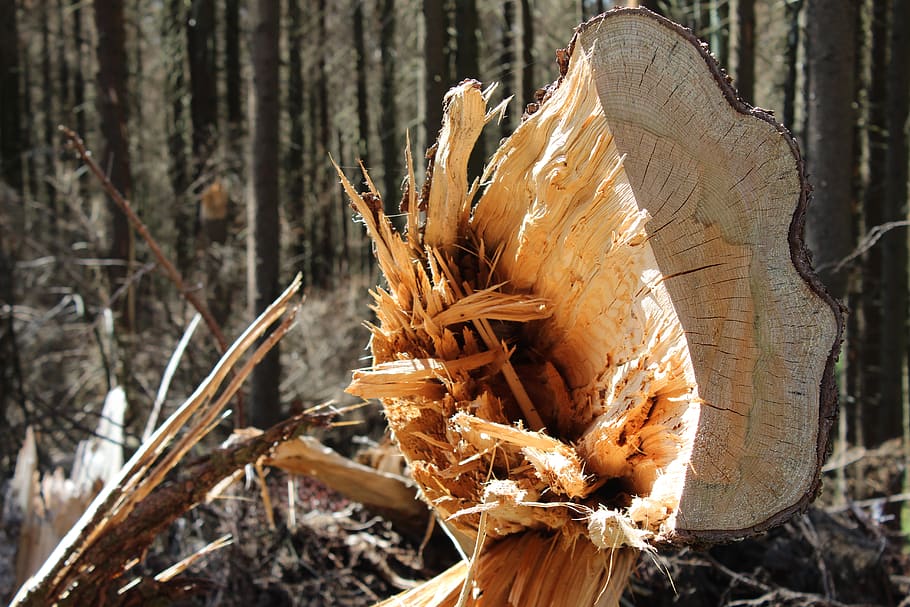 wood, tree, grubbing-up, forest, broken, splitter, fracture, forester, logging, nature