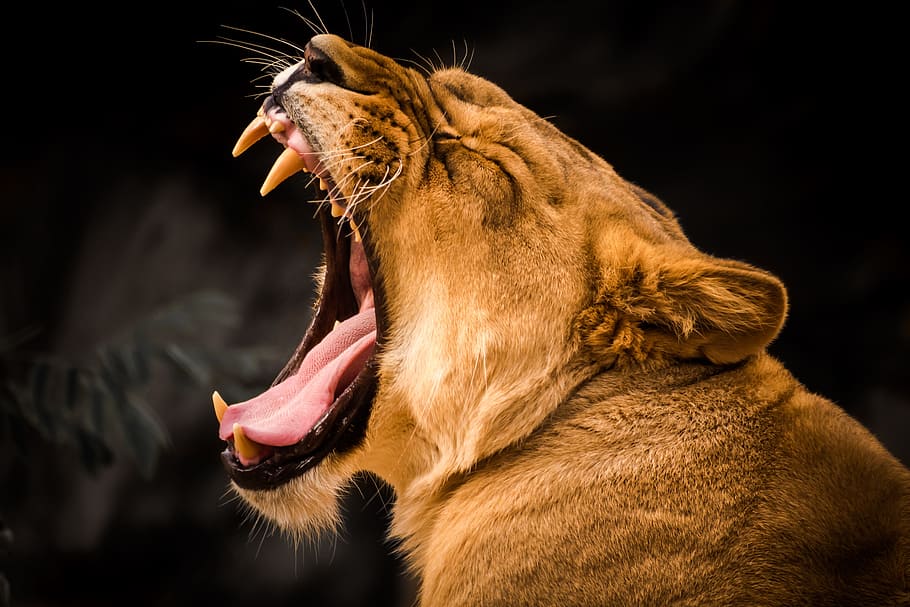 marrón, foto de retrato de leona, león, mundo animal, bostezo, cansado, depredador, zoológico, gato grande, leona