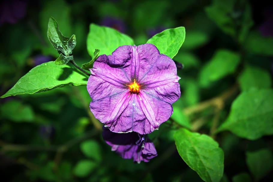 flor de arbusto de patata, flor, arbusto de patata, púrpura, brillante, arbusto, floración, jardín, planta floreciendo, planta