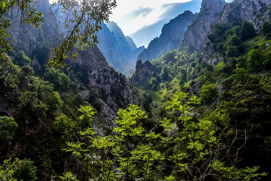 picos de europa, asturias, tourism, plant, beauty in nature, mountain, tree, scenics - nature, tranquility, tranquil scene