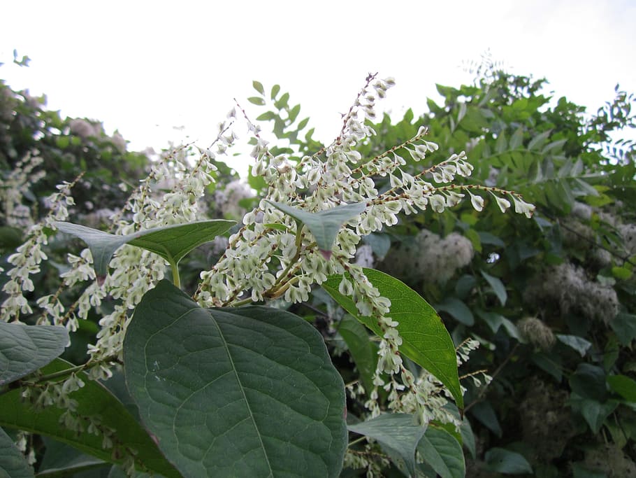 fallopia japonica, japanese knotweed, wildflower, flora, plant, botany, species, blossom, leaf, plant part