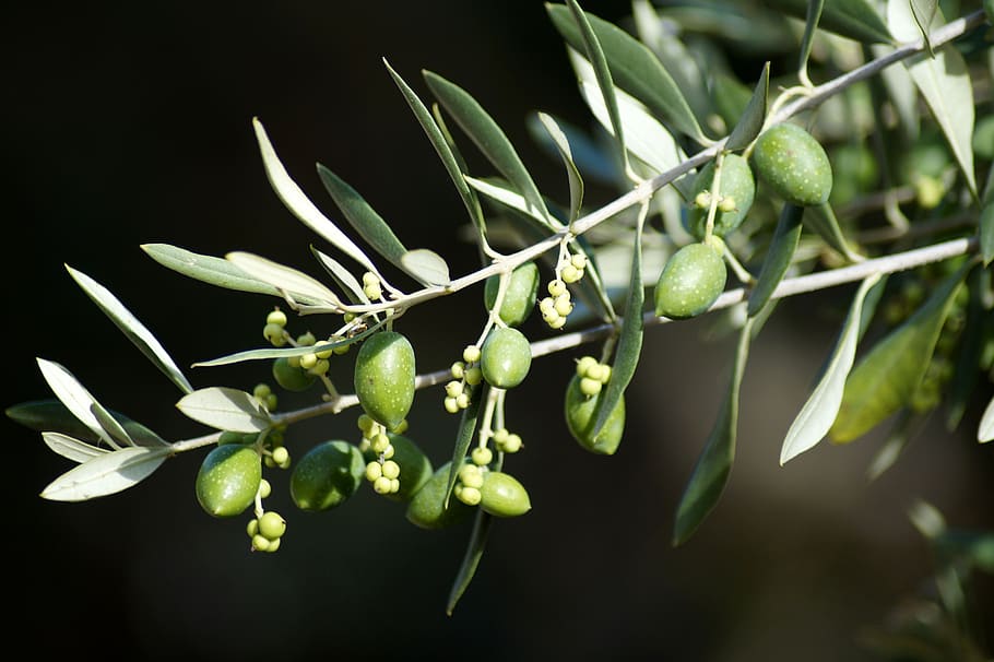 azeitonas, oliveira, ramo de oliveira, azeitonas verdes, filial, verde, planta, folhas, natureza, azeitona