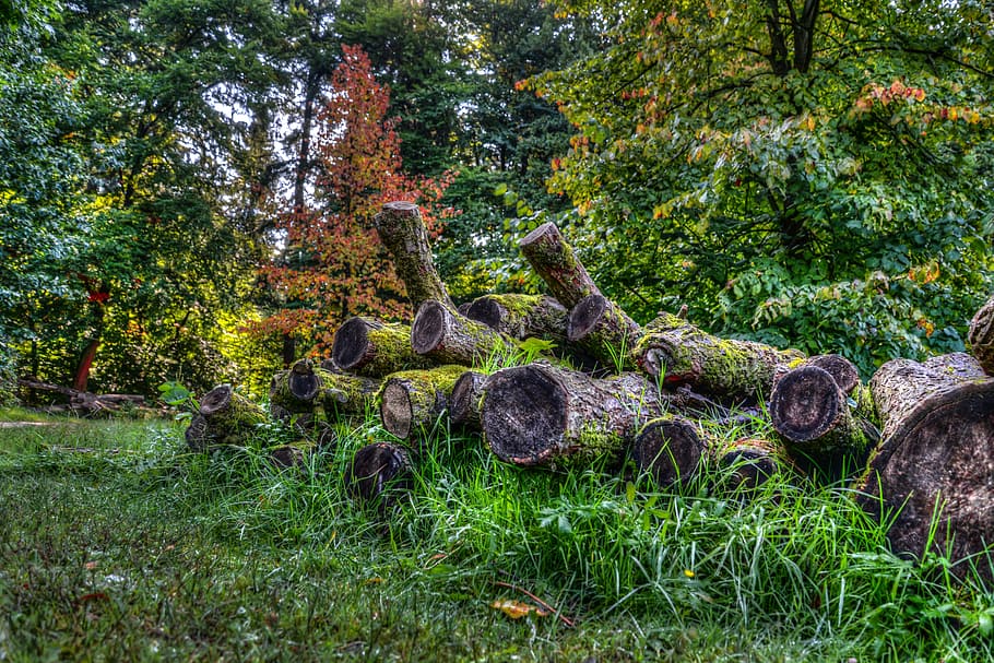 logs, forest, wood, autumn, tree, cut, lumber, timber, pile, trunk