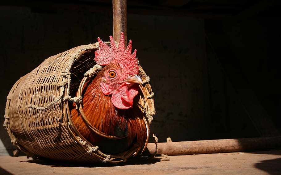 rooster in the basket, hahn, caught, basket, easter, male, easter körbchen, imprisoned, recorded, eng