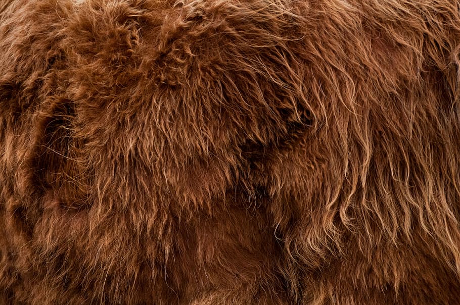highlander, animal, fur, backdrop, background, brown, hairy, bigfoot, wildlife, full-frame