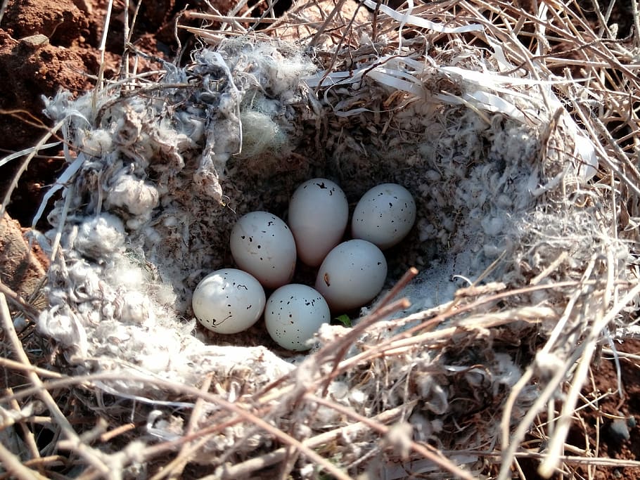 Huevo, nido, pájaro cantor, Kurdistán, Iraq, huevo animal, pascua, fragilidad, nido de pájaro, huevo de pascua