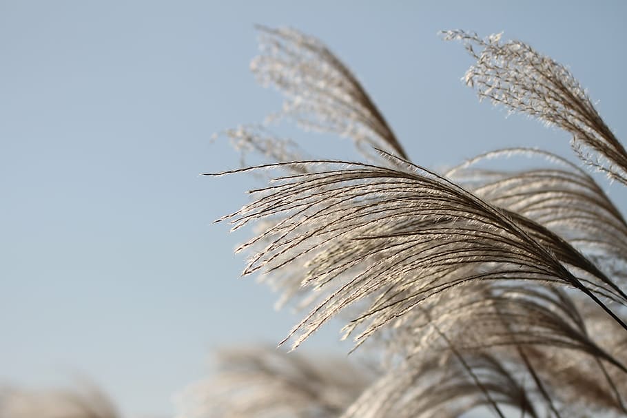 close-up photo, grass seeds, day, reed, autumn, silver grass, nature, pool, in autumn, wind