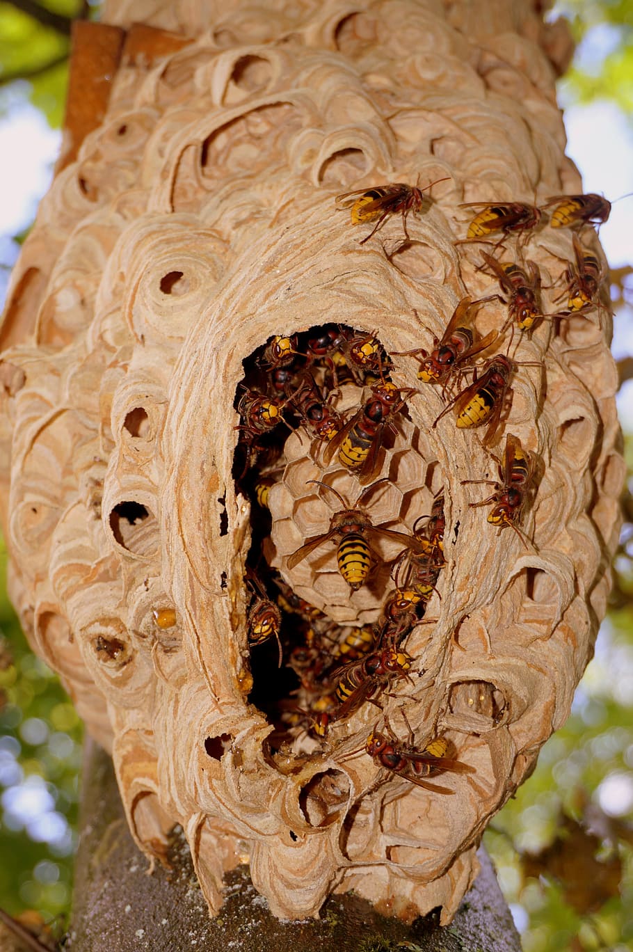 hornissennest, lebah, einflugloch, segi enam, hewan, alam, fokus pada latar depan, pola, close-up, pohon