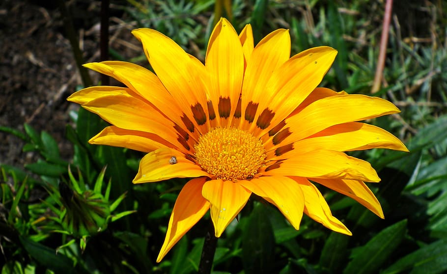 gazania, yellow, summer, garden, nature, plant, the petals, flower, closeup, blooming