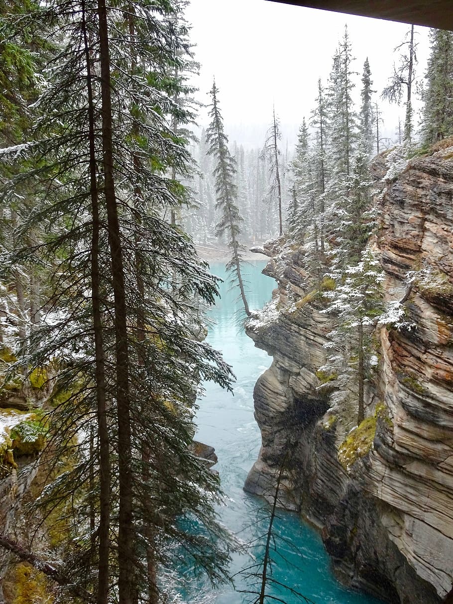 athabasca canyon, tree, edge, teetering, canada, nature, landscape, water, rock, tranquility