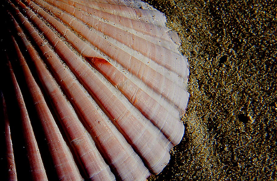 Scallop, shell, beige, clam, sand, close-up, freshness, high angle view, day, backgrounds