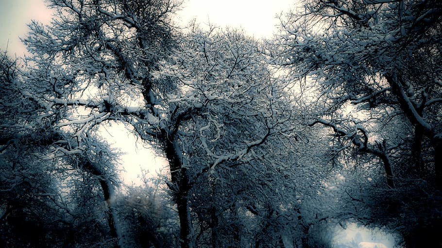 tree painting, withered, trees, plant, nature, forest, branch, snow, winter, cloud