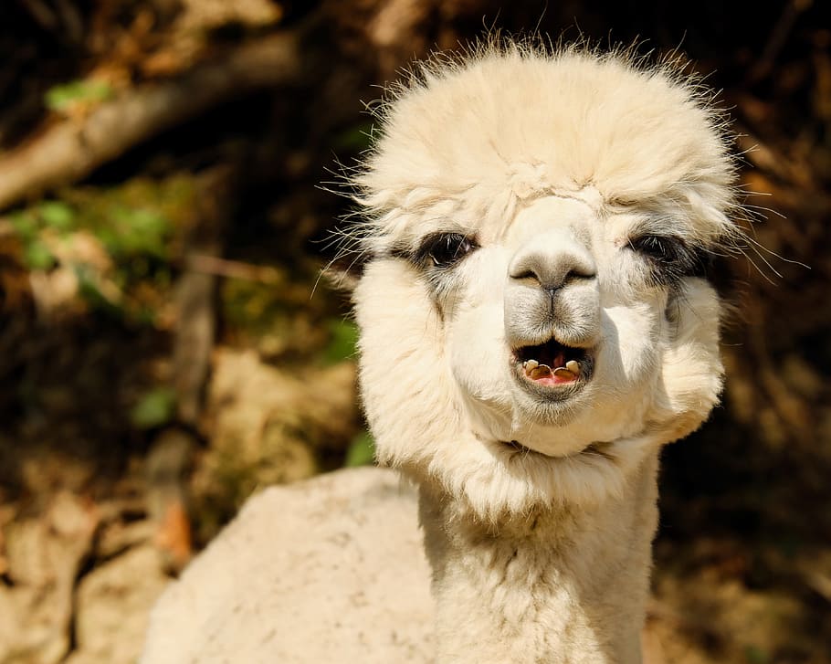 llama close-up photo, alpaca, animal, creature, fur, cream, white, wool, fluffy, face