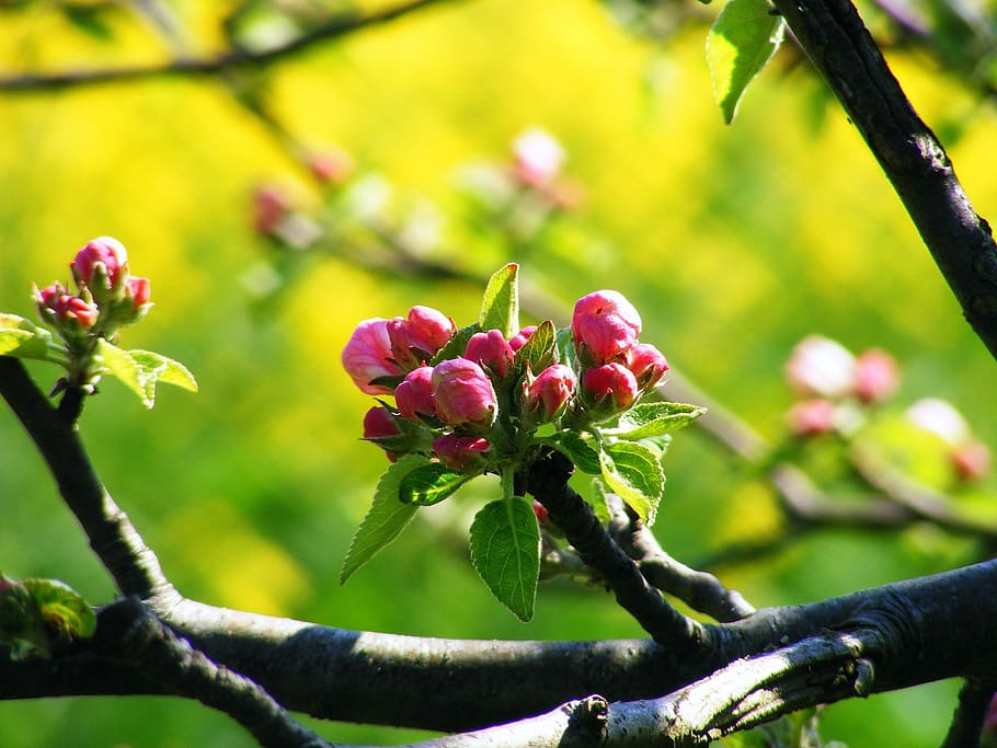 apel blossom, negara tua, york, stade, mekar, alam, saxony rendah, area tumbuh buah, jerman utara, county stade