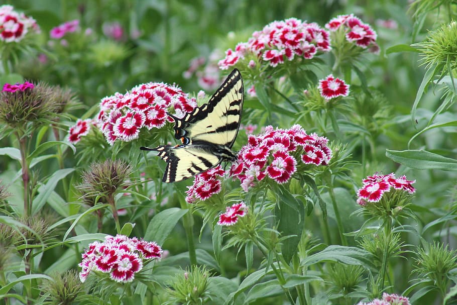 sweet william, flower, flowers, butterfly, butter fly, insect, swallow tail, oregon, state, summer