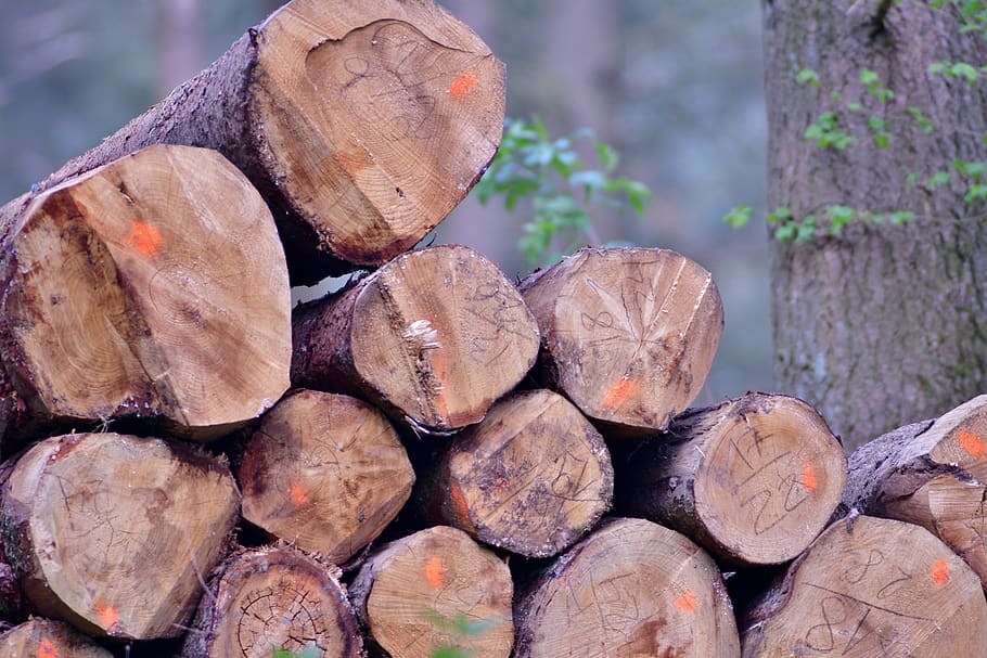 trunks, trees, cut, logging, forest, wood, nature, log, tree, firewood
