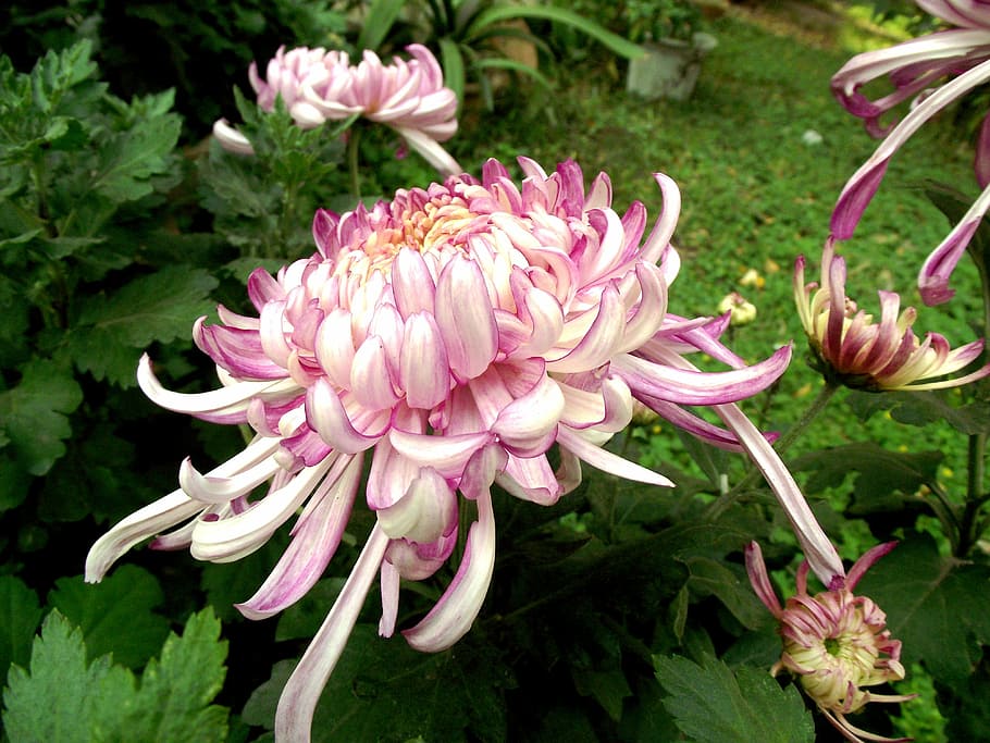 Chrysanthemum, Plant, Flower, pink color, peony, nature, flowering plant, fragility, vulnerability, freshness