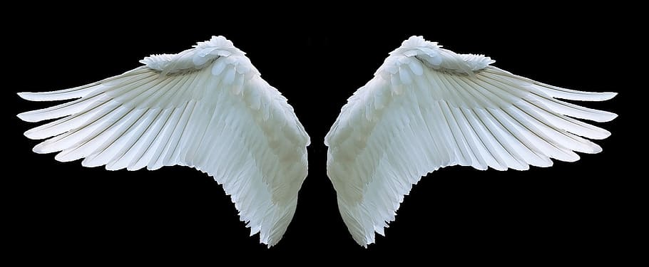 duas asas brancas, asa, anjo, cisne, branco, balanço, pena, símbolo, voar, cor branca