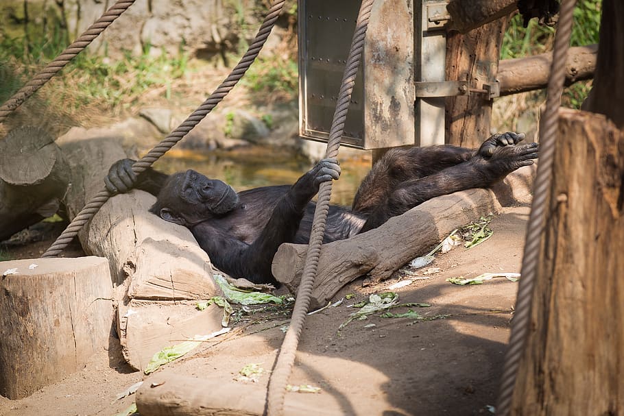 chimpanzee, monkey, mammal, animal world, zoo, primates, cute, sleep, nap, relaxed