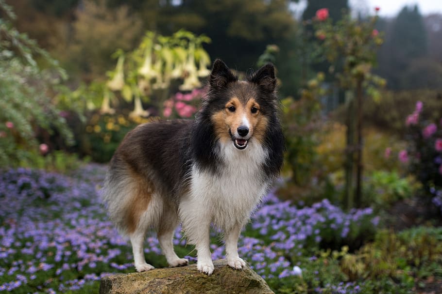 adult, black, white, dog, sheltie, bitch, flowers, in the, animal, collie