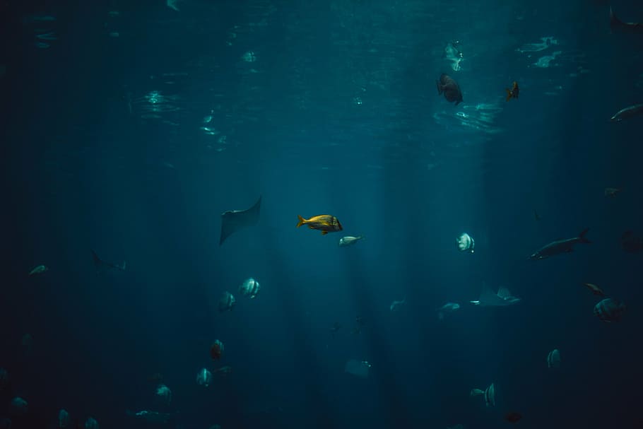 assorted fishes underwater, fish, aquatic, animal, ocean, underwater, blue, water, swimming, animal themes