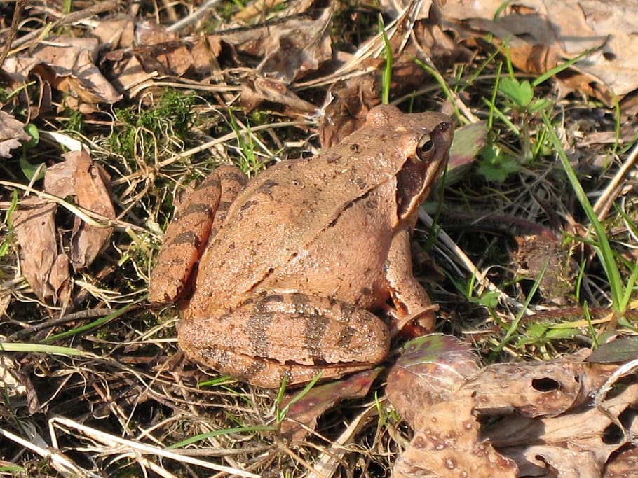 toad, ground toad, frog, brown, macro, biology, fauna, reptile, nature, foto