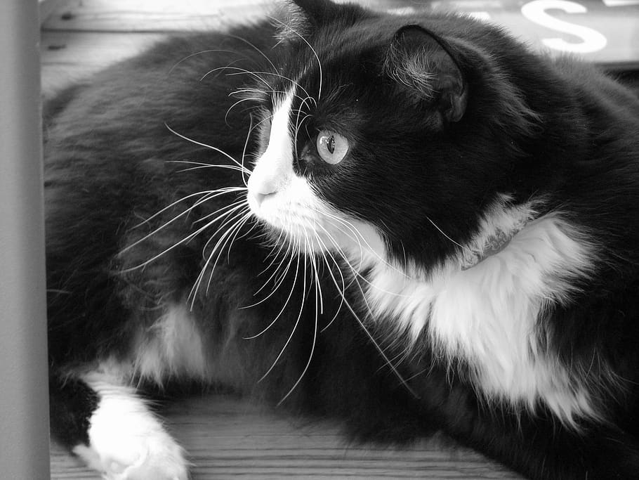 cat, tuxedo, furry, feline, cute, mammal, animal, bed, adorable, portrait