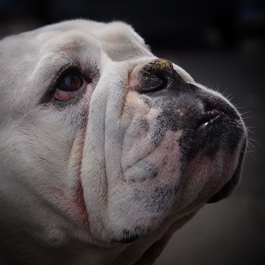 foto potret, tua, bahasa Inggris, bulldog, anjing, pesek, kesayangan, lucu, wajah, potret