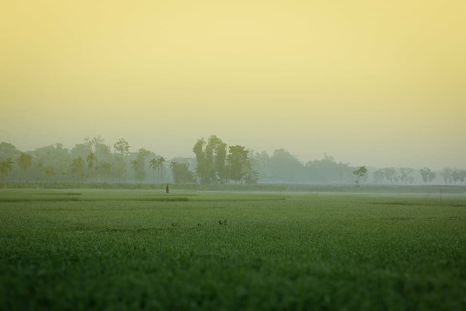 campo de grama verde, manhã de inverno, bangladesh, khagrachori, belo bangladesh, planta, grama, nevoeiro, cena tranquila, árvore
