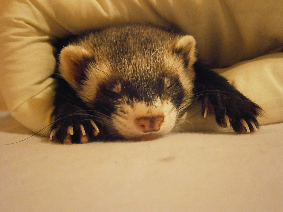 animal in comforter, Ferret, Relaxation, Tenderness, one animal, animal wildlife, animal, animal themes, animals in the wild, looking at camera