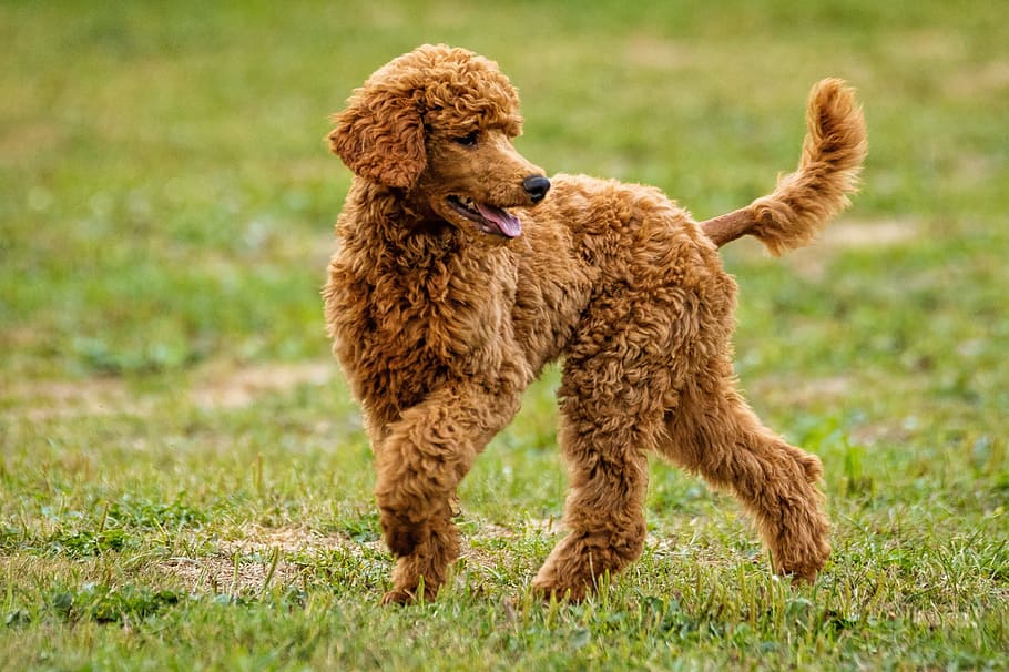 adult apricot, standard, poodle, green, grass field, daytime, dog playing, dog, pet, cute