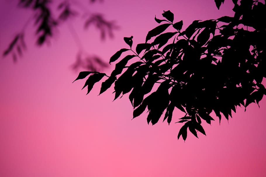 silhouette, black, leaves, background, branch, dusk, evening, leaf, nature, pattern