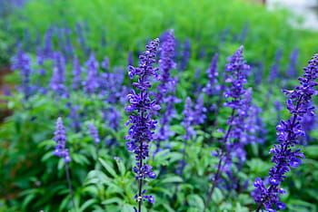 Página 9 | Fotos lavanda azul libres de regalías | Pxfuel