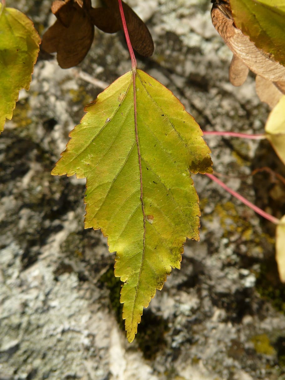Fire, Maple, Leaf, Smart, Jagged, fire maple, leaf, small leaf, acer tataricum subsp ginnala, dreispitz maple, amur maple