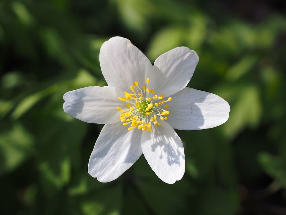 wood anemone, blossom, bloom, flower, white, anemone nemorosa, anemone, hahnenfußgewächs, ranunculaceae, beautiful
