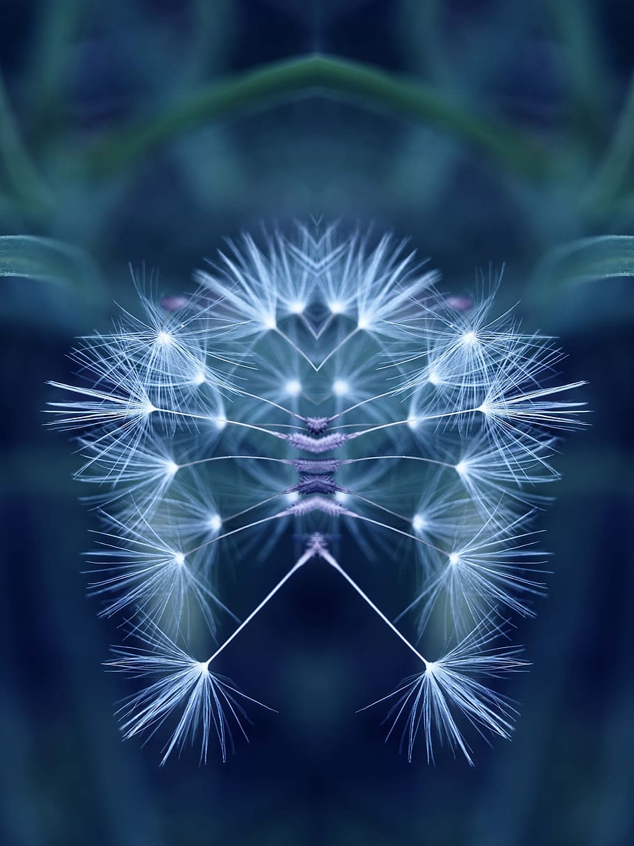 mirror effect, nature, reflection, blue, distortion, obstracto, flower, vulnerability, plant, fragility