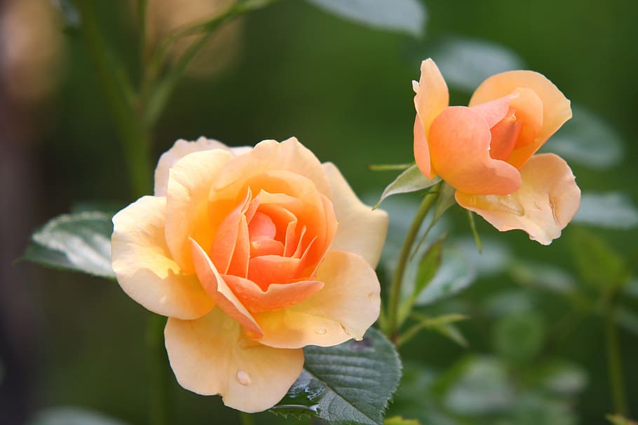 closeup, photography, peach roses, rose, flower, blossom, bloom, rose bloom, plant, rose blooms