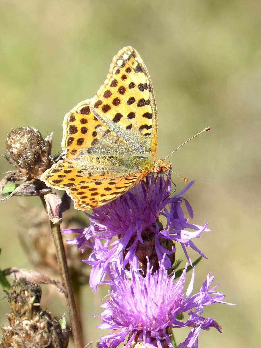 butterfly, melitaea deione, damer dels conillets, libar, flower, thistle, flowering plant, animal wildlife, animal themes, animals in the wild