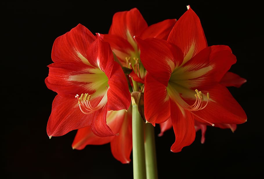 amaryllis, flower, blossom, bloom, red, amaryllis plant, close, plant, early, inflorescence