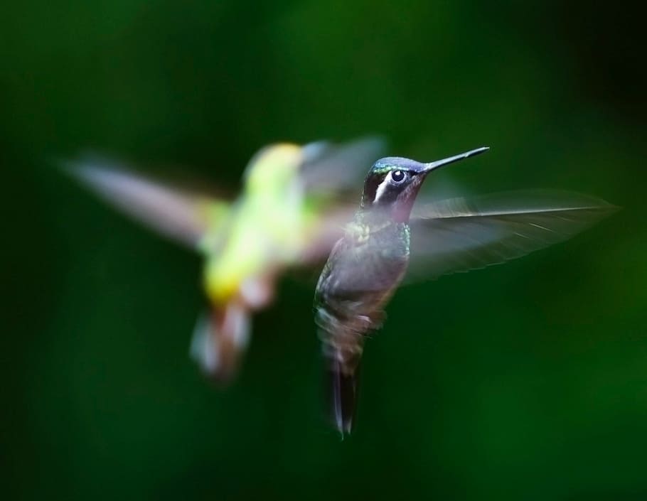 dangkal, fotografi fokus, dua, burung, burung kolibri, trochilidae, terbang, paruh, sayap, satu hewan