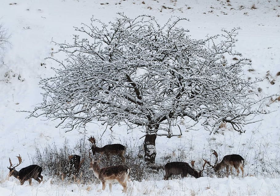 fallow, rusa, pencari, Fallow Deer, The Searchers, musim dingin di taman, musim dingin, hewan, satwa liar, salju