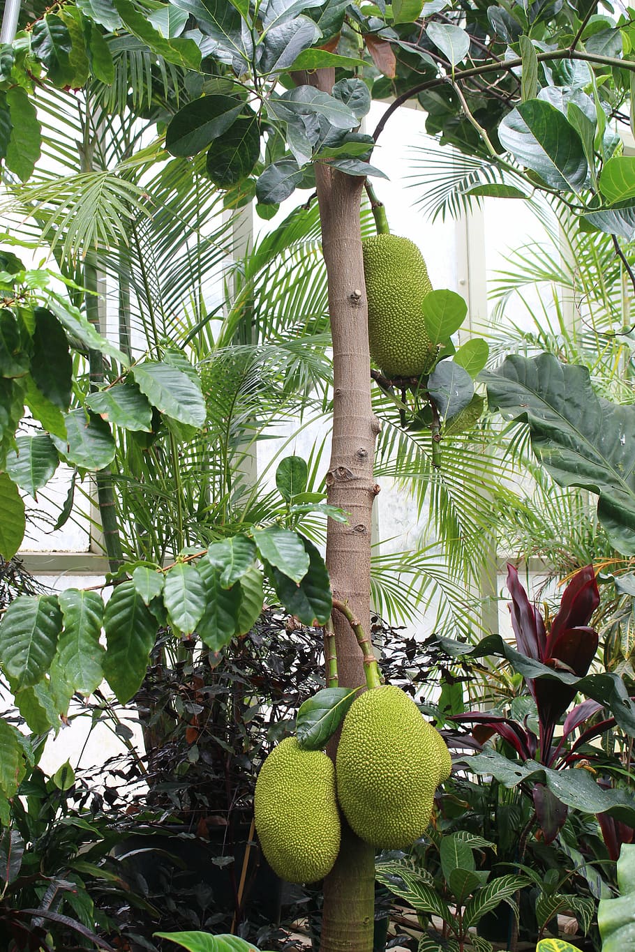durian, jack fruit, tree, botanical garden, new zealand, auckland, green, nature, garden, exotic