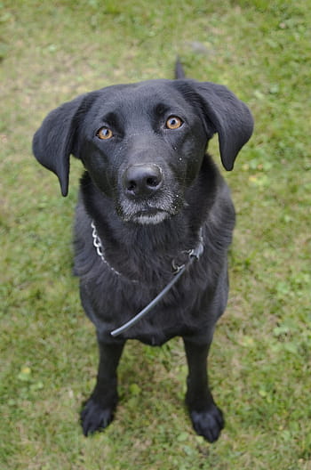 black-dog-animal-a-hybrid-cute-royalty-f