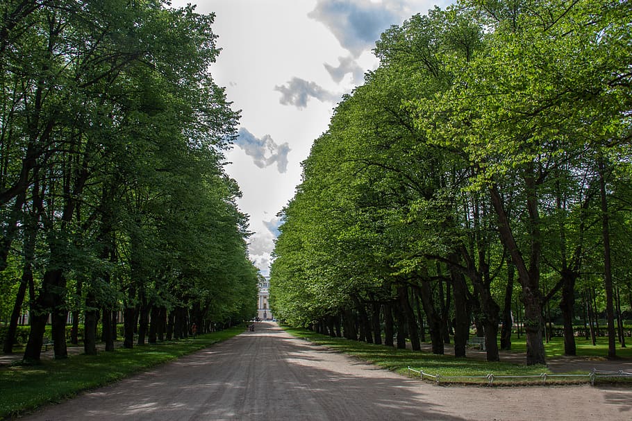 Приморский парк победы в санкт петербурге. Парк Победы деревья СПБ. Приморский парк Победы зеленая стена. Приморский парк Победы деревья группами.