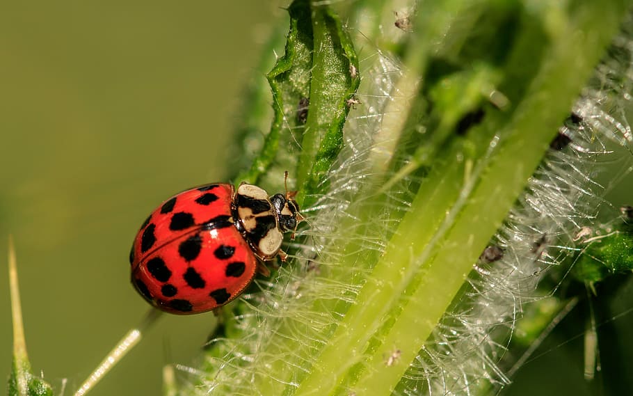 ladybug, green, plant, asian ladybug, a lot of colored, harlequin-ladybird, harmonia axyridis, coccinellidae, biological pest control, hairy