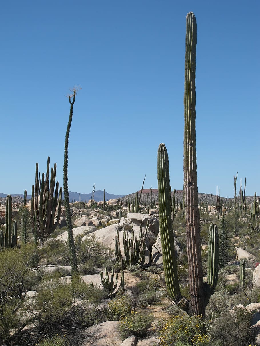 desert, california, cactus, landscape, nature, dry, scenic, desert landscape, mexico, baja