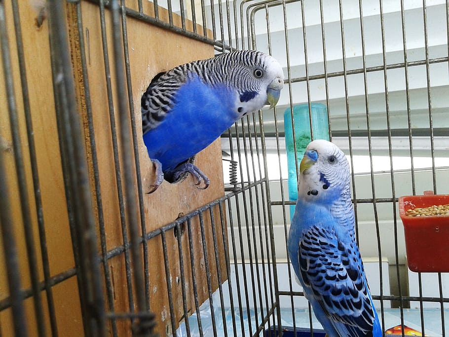 birds, cage, parrots, couple, parrot in cage, bird, vertebrate, animal, parrot, animal themes