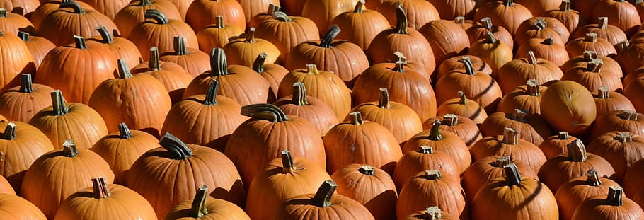 manojo de calabaza, calabaza, otoño, acción de gracias, decoración, cosecha, halloween, decorativo, decoración de otoño, verde