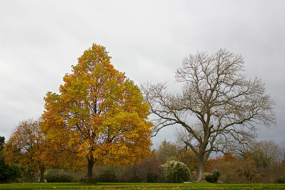 árbol de arce, desnudo, completo, bloom, árbol, al lado, sin hojas, nublado, día, otoño